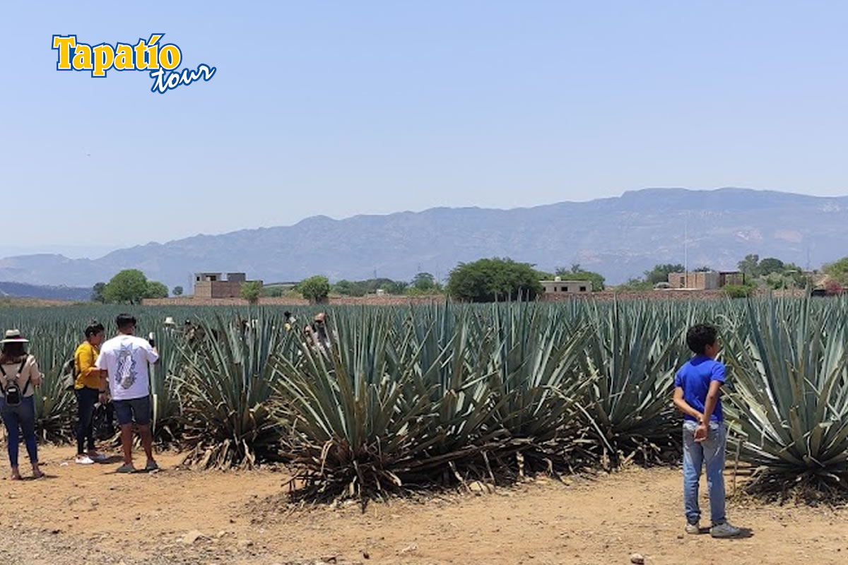 5 Razones para explorar Tequila, Jalisco, con Tapatío Tour